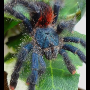 A. avicularia