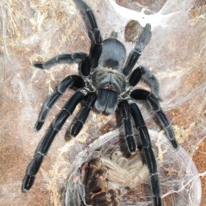 Chilobrachys Dyscolus