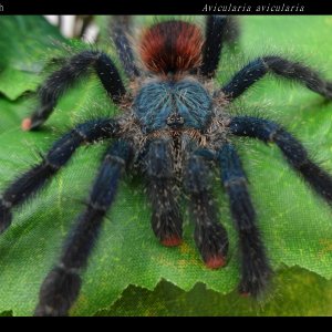 A. avicularia