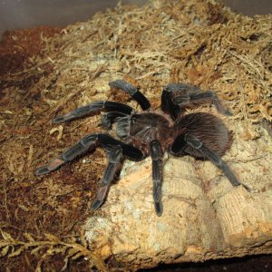 Sericopelma Melanotarsum.