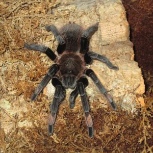 Sericopelma Melanotarsum.