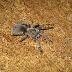 Acanthoscurria Suina-Sulpher Brown