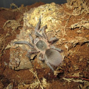 Acanthoscurria Suina-Sulpher Brown