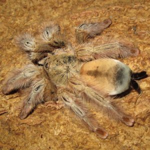 Psalmopeus Pulcher - Panama Blonde.