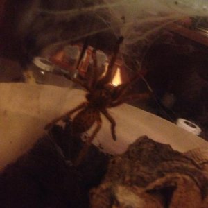 P murinus Flame