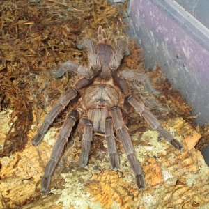 Chilobrachys Guanexiensis