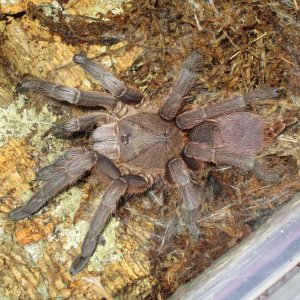 Chilobrachys Guanexiensis