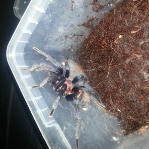 C. Fasciatum