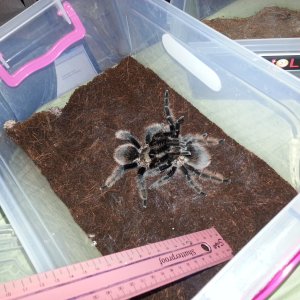 Brachypelma albopilosum