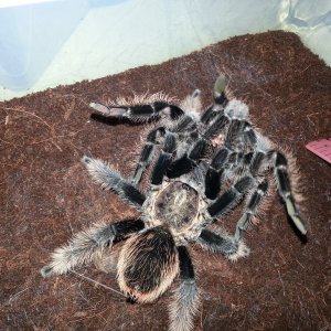 Brachypelma albopilosum