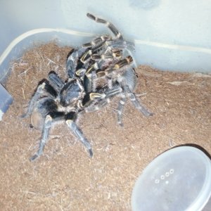 G. Pulchripes