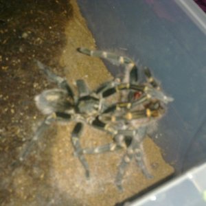 G. Pulchripes