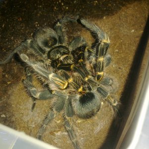 G. Pulchripes