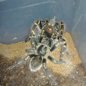 G. Pulchripes