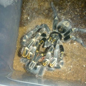 G. Pulchripes