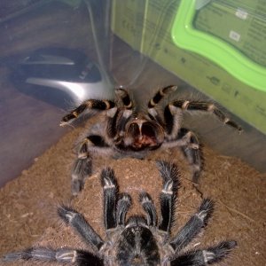 G. Pulchripes