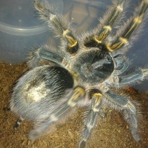 G. Pulchripes