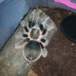 Gravid Brachypelma albopilosum