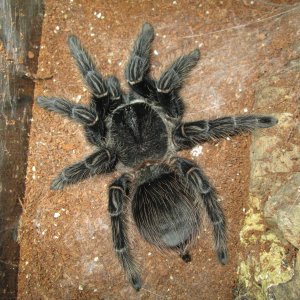 Lasiodora Parahybana 9 inch female