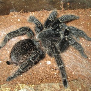 Lasiodora Parahybana 9 inch female