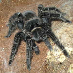 Lasiodora Parahybana 9 inch female