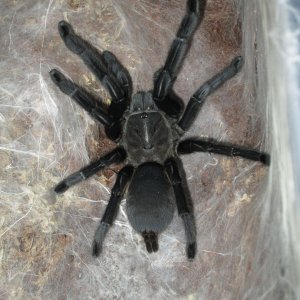 Chilobrachys Dyscolus