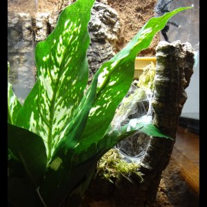 A. avicularia Adult Enclosure