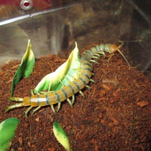 Scolopendra Polymorpha