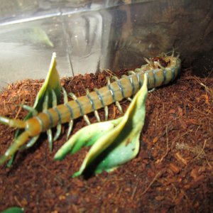 Scolopendra Polymorpha