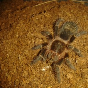 g pulchripes