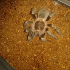 g pulchripes