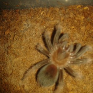 brachypelma emilia