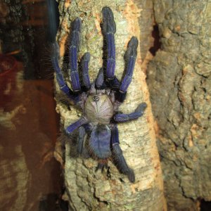 Lampropelma Violaceps