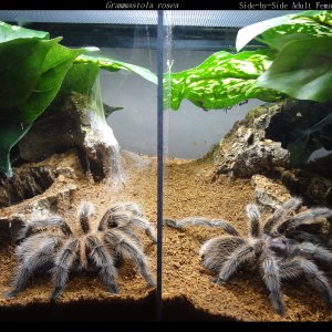 G. Rosea Double Adult Enclosure