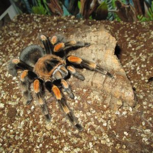 Brachypelma Annitha - Giant Red Knee