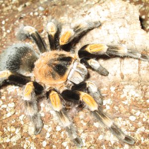 Brachypelma Annitha - Giant Red Knee