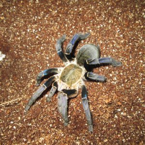 Haplopelma Lividum - Cobalt Blue