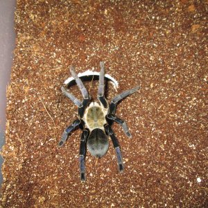 Haplopelma Lividum - Cobalt Blue