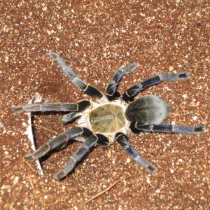 Haplopelma Lividum - Cobalt Blue