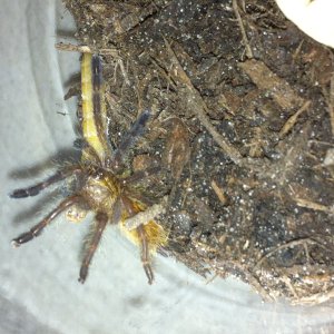 Clotho (Molted 10/04/13)