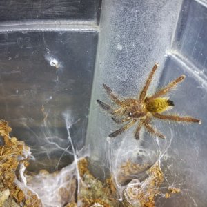 OBT