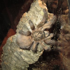 A.Laeta