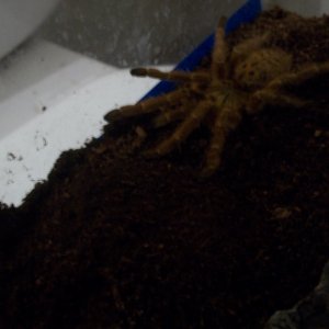 OBT Flame