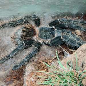 lasiodora striatipes (grey bird eater)