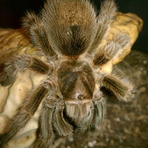 Rose hair about to molt ?