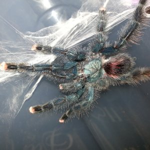 Avicularia Avicularia