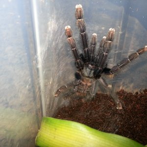 Lampropelma .sp Borneo Black