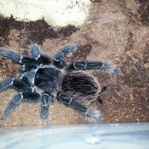 Lasiodora Parahybana Salmon pink Bird eater