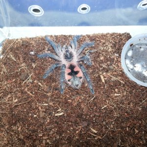 Pamphobeteus .sp Machala Purple bloom