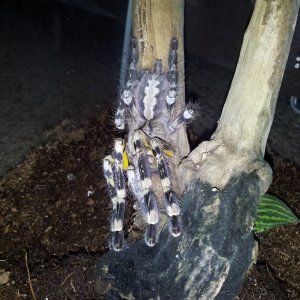 Poecilotheria Fasciata Sri Lankan Ornamental